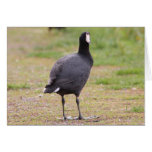 American Coot Cards
