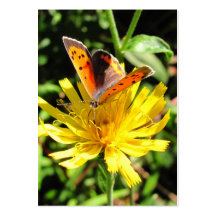 American Copper butterfly ~ ATC Business Cards