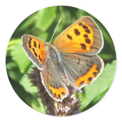 American Copper butterfly ~ sticker by Andy2302