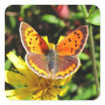 American Copper Butterfly ~ sticker