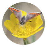 American Copper Butterfly Round Stickers