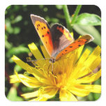 American Copper butterfly ~ sticker
