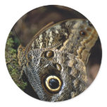 American copper butterfly stickers