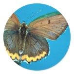 American copper butterfly sticker