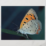 American copper, Lycaena phlaeas Flyers