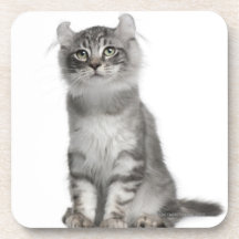 American Curl Kitten (3 months old) Drink Coasters