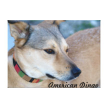 American Dingo Stamps Stretched Canvas Prints