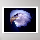 American Eagle Bald Eagle Poster Print
