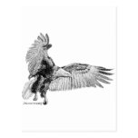 American Eagle Postcard