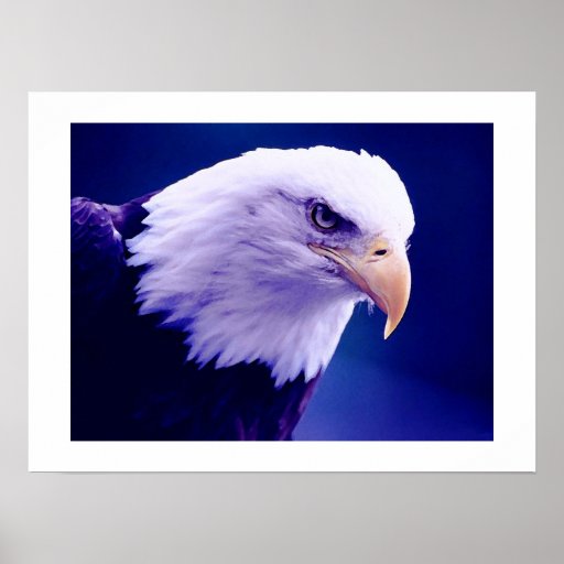 American Eagles - Bald Eagle Posters Prints