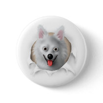 American Eskimo Busting Out