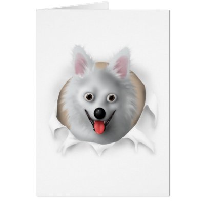 American Eskimo Busting Out by cartoondogs