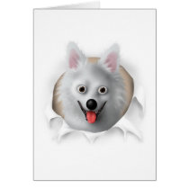 American Eskimo Busting Out