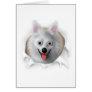 American Eskimo Busting Out