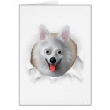 American Eskimo Busting Out cards