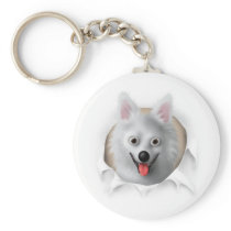 American Eskimo Busting Out