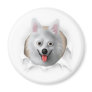 American Eskimo Busting Out