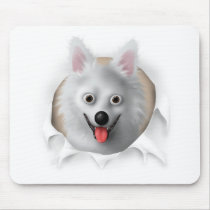 American Eskimo Busting Out