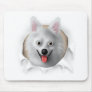 American Eskimo Busting Out