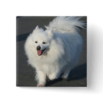American Eskimo Button