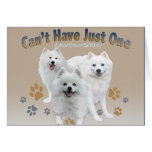 American Eskimo Can't Have Just One Cards