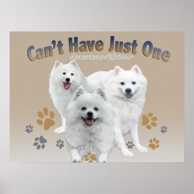 American Eskimo Can't Have Just One Print by friskybiz