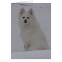 american Eskimo Greeting Card