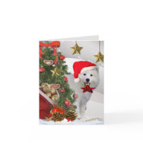American Eskimo Christmas Star Cards