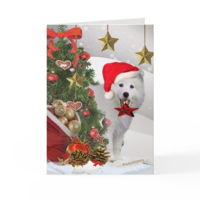 American Eskimo Christmas Star Cards by friskybiz