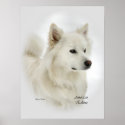 American Eskimo Dog Art Gifts posters