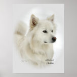 American Eskimo Dog Art Gifts Poster