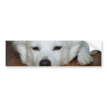 American Eskimo Dog Face bumper stickers
