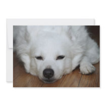 American Eskimo Dog Face Custom Invitation