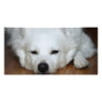 American Eskimo Dog Face Picture Card