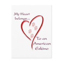 American Eskimo Dog heart Belongs Postcard