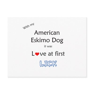 American Eskimo Dog Lick Design Post Cards by GreyWolfCreation