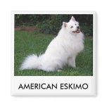 American Eskimo Dog Magnet