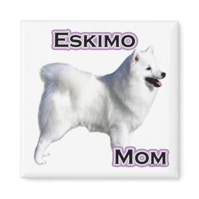 American Eskimo Dog Mum 4 - Magnet by GreyWolfCreation