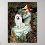 American Eskimo Dog - Ophelia Seated Poster