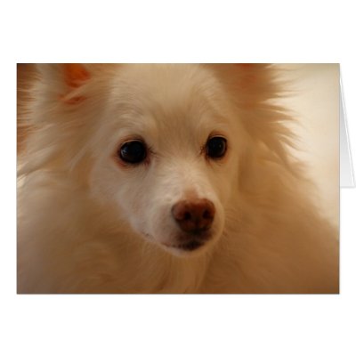 American Eskimo Dog Portrait Greeting Card by TeeShirtsTShirts
