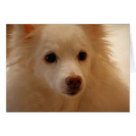 American Eskimo Dog Portrait cards