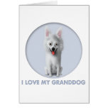 American Eskimo Granddog