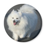 American Eskimo Magnet
