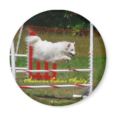 American Eskimo Magnet by Sunstruck