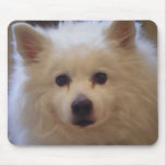 American Eskimo mousepad