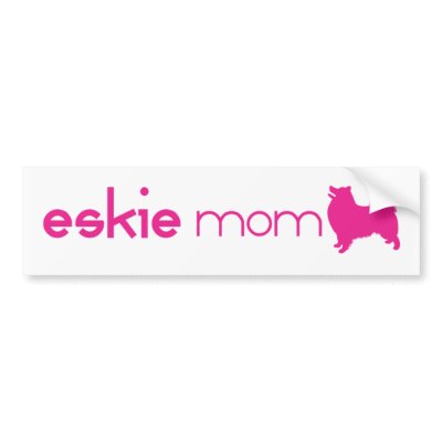 American Eskimo Mum by purelypups