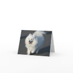 American Eskimo notecard