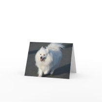 American Eskimo notecard