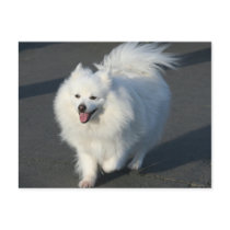 American Eskimo Post Card