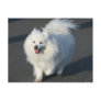 American Eskimo Post Card